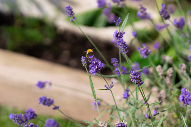 istock Bumble Bee sucking nectar from lavender on a summers day 1625528331