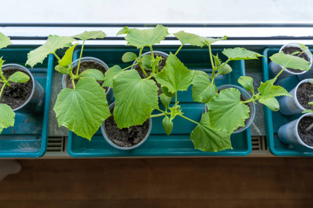 istock Small cucumber plants while growing iside the house in spring 1625552165