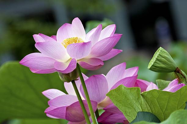 florescendo de lótus - lotus pink petal closed - fotografias e filmes do acervo
