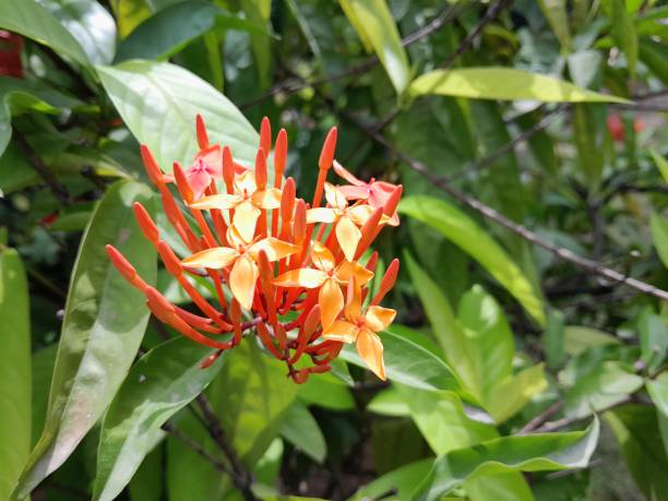 istock Flower and garden 1625567631