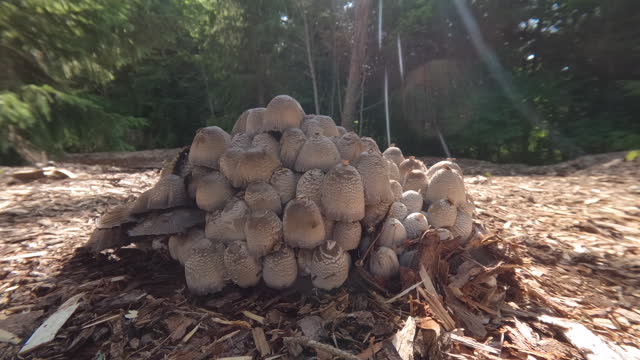 The growing white mushroom on the ground in Estonia