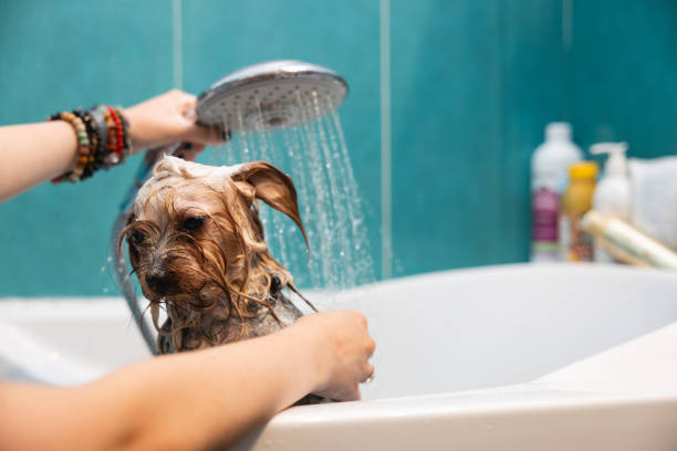 istock Yorkshire taking a bath at domestic bathroom. 1625590760