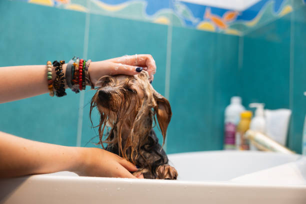 istock Yorkshire taking a bath at domestic bathroom. 1625598657