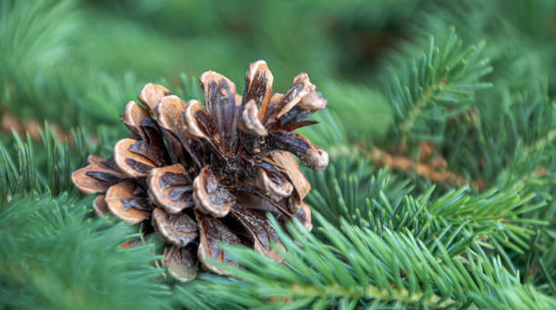 istock Opened brown cone against the background of coniferous, green branches. selective focus 1625599839