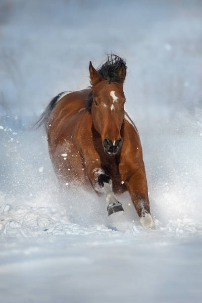 istock Piebald horse run gallop in snow 1625603145