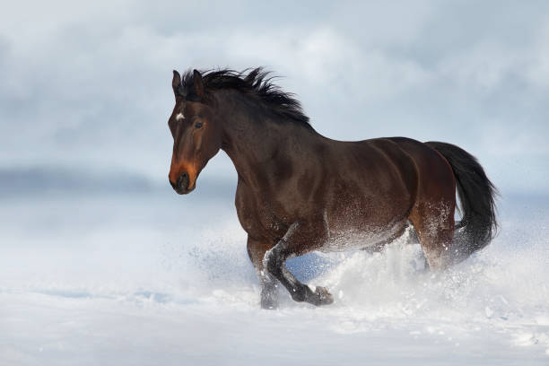 istock Horse free run in snow 1625603149