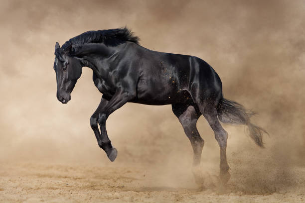 istock Beautiful black horse in motion 1625603151