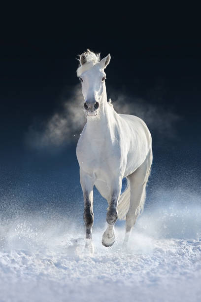 istock White horse run fast in snow 1625603160