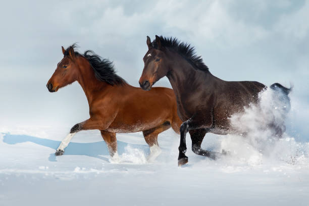 istock Horses run in snow field 1625603162