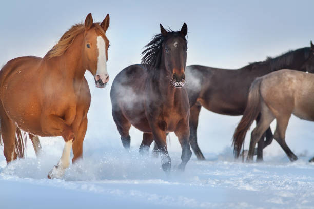 istock Horses run in snow field 1625603163