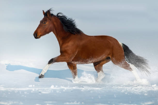 istock Piebald horse run gallop in snow 1625603671