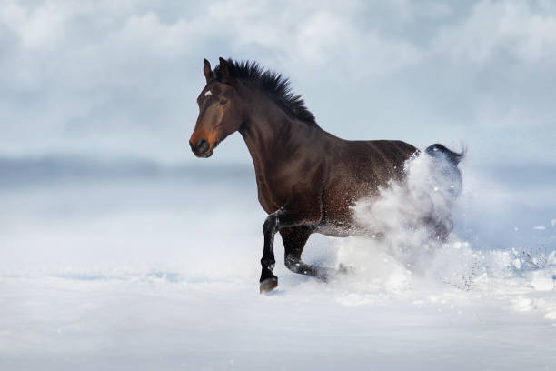 istock Horse free run in snow 1625603672