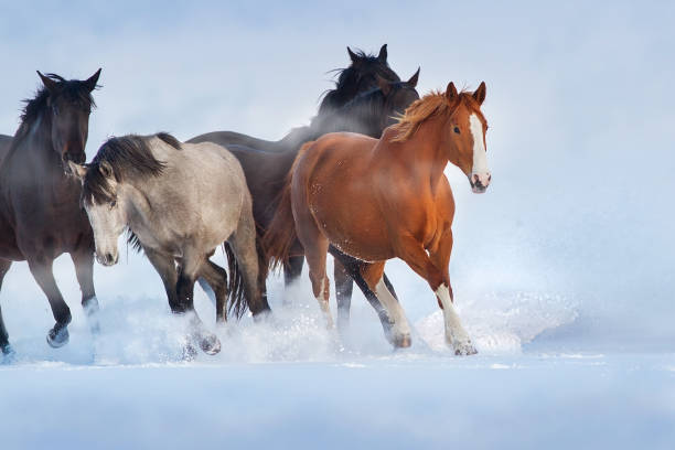 istock Horses run in snow field 1625603673