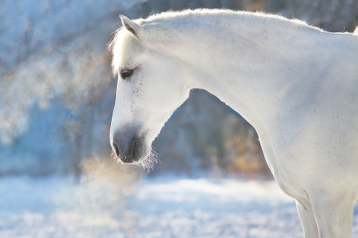 A thoroughbred horse standing at a snow-covered fence. Space available on right for copy/text.