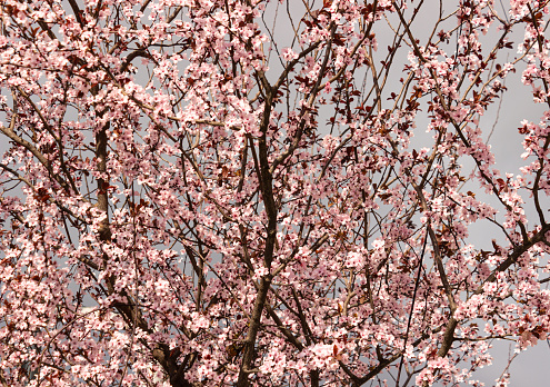 A blossom tree in the city.