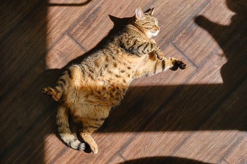 A domestic gray and brown tabby cat rests relaxed near the window on the wood floor in the rays of the sun. Top view