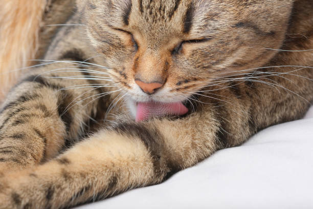 istock Beautiful feline cat licking himself on a sofa. 1625634391
