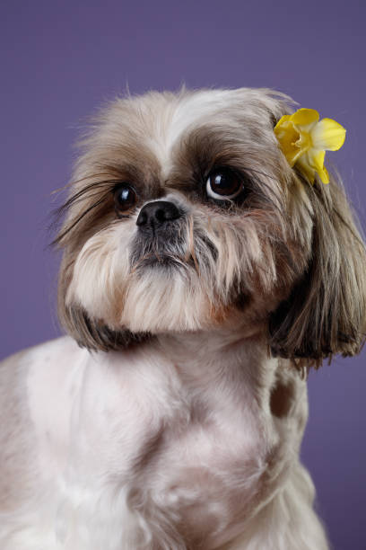 Dog with a yellow Narcissus flower behind his ear, isolated on a lilac background Muzzle of a Shitzu dog. Dog with a yellow Narcissus flower behind his ear, isolated on a lilac background. Focus on the nose tibetan lion dog stock pictures, royalty-free photos & images