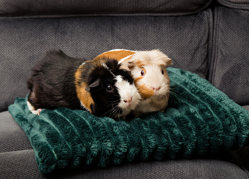 The guinea pig or domestic guinea pig, Cavia porcellus, also known as the cavy or domestic cavy. Two cute guinea pigs pets on soft green pillow on couch in home living room.