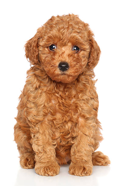 istock Poodle puppy portrait 162568198