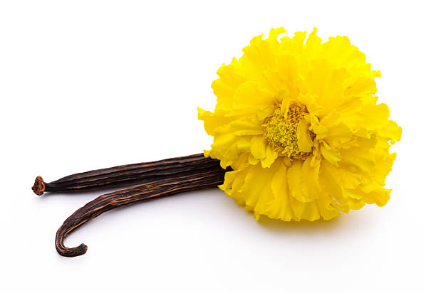 Vanilla sticks and yellow flower stock photo