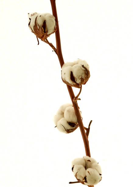 istock a sprig of cotton stands on a white background 1625705197