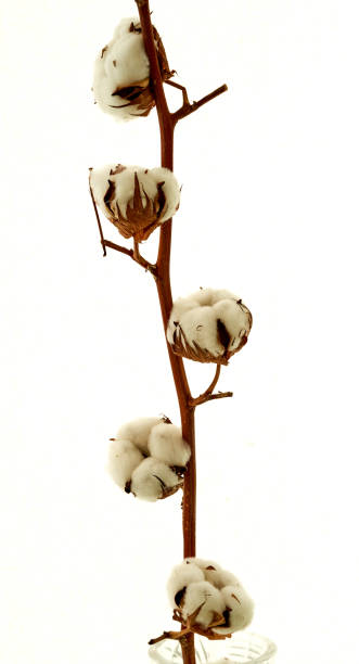 istock a sprig of cotton stands on a white background 1625705201