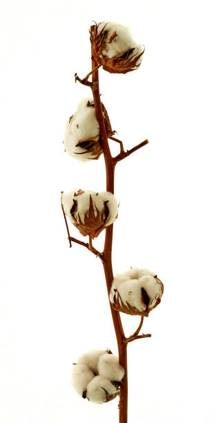 istock a sprig of cotton stands on a white background 1625705211