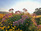 Flower Garden at Sunrise