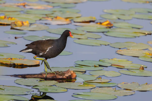 istock Image of a Moorhen in the lake. 1625723494