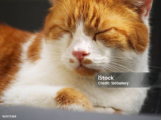 Red And White Cat Closeup Stock Photo - Download Image Now - Animal, Animal Body Part, Animal Hair