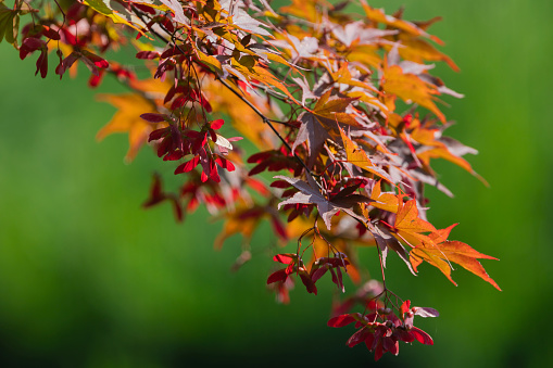 View of Maple leaves on green background.