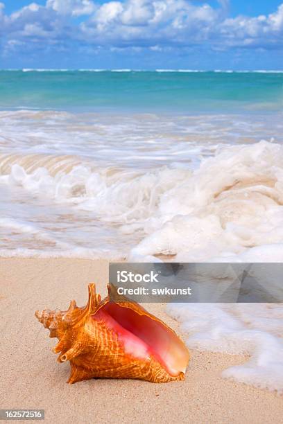 Ракушка На Пляже — стоковые фотографии и другие картинки Стромбус гигантский - Стромбус гигантский, Атлантический океан, Вертикальный
