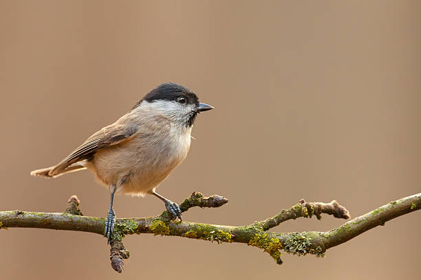 Marsh tit in some nice light. Marsh tit on a twig (Poecile palustris) parus palustris stock pictures, royalty-free photos & images
