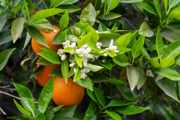 istock Fresh orange blossom on orange tree, Adana - Turkey 1625746983
