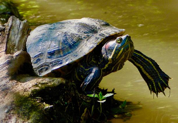 istock Red-Eared Slider Turtle-hanging off log at water's edge 1625747512