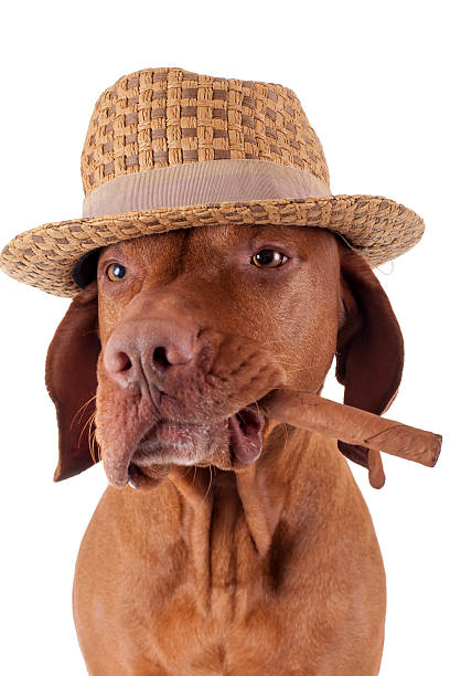 dog with cigar in mouth stock photo