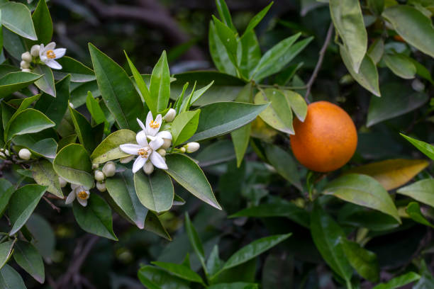 istock Fresh orange blossom on orange tree, Adana - Turkey 1625748048