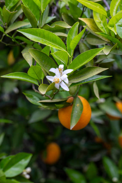 istock Fresh orange blossom on orange tree, Adana - Turkey 1625748057