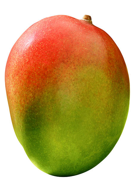 Mango stock photo