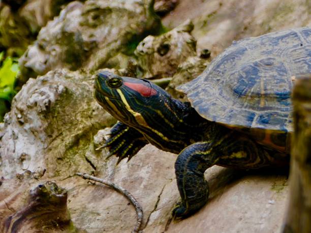 istock Red-Eared Slider Turtle-on floating log along scenic riverbank during the summer 1625749138