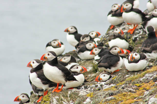 istock Puffins (Fratercula arctica) on the Isle of May 162575524