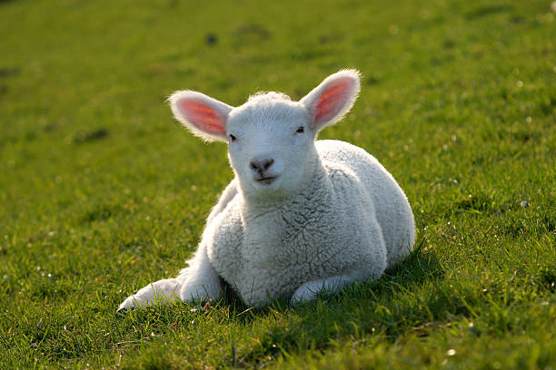 istock Baby sheep on green field 162575788