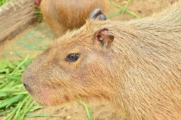 istock Close up of Capybara 162575856