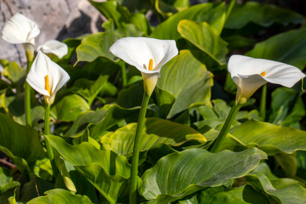 istock Zantedeschia Aethiopica Calla Arum Lily 1625760974