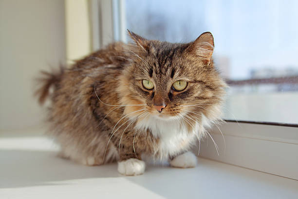 istock Cute kitten sitting on the window 162577731