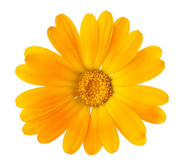 istock Beautiful yellow flower petals closeup 162577773