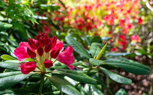 Close-up view of blooming red Rhododendron flower. Selective focus. Floral background and wallpaper.