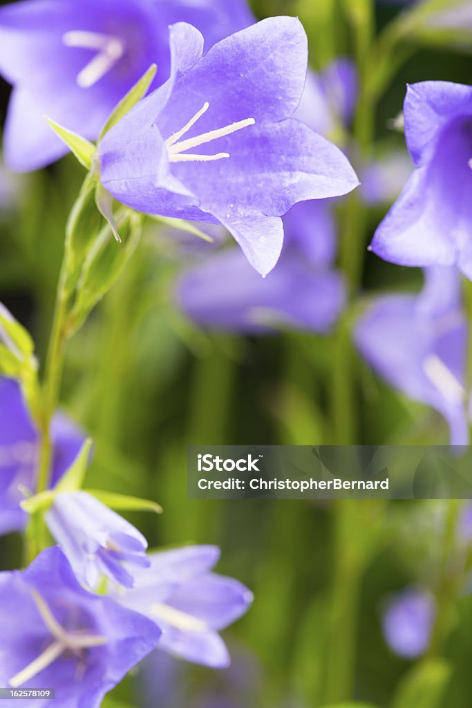 bellflower azul - Foto de stock de Campánula libre de derechos