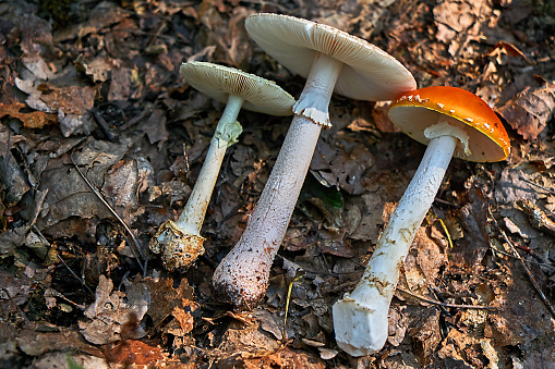 A low-angle view of a group of colorful, poisonous fly agaric mushrooms in the german forest. They are growing in autumn time in mossy places.